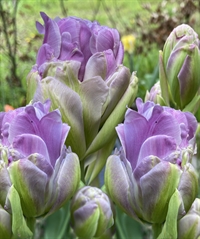 Tulipan Violet Prana 8 løg